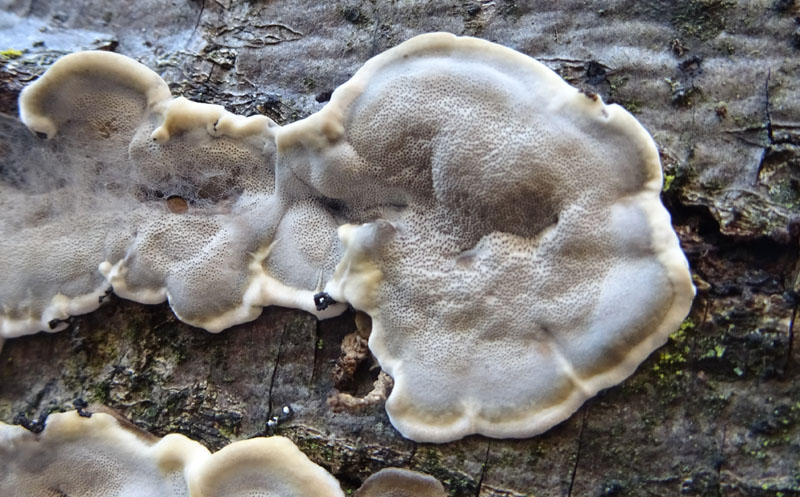 Bjerkandera adusta - Meruliaceae